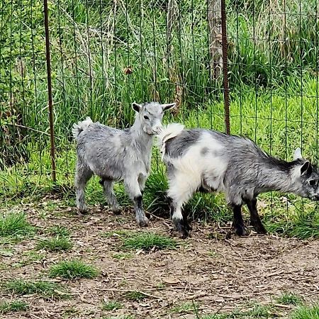 Domaine Des Gallinaces Chalet Sussex 2-4P Marigny-les-Reullee Екстериор снимка