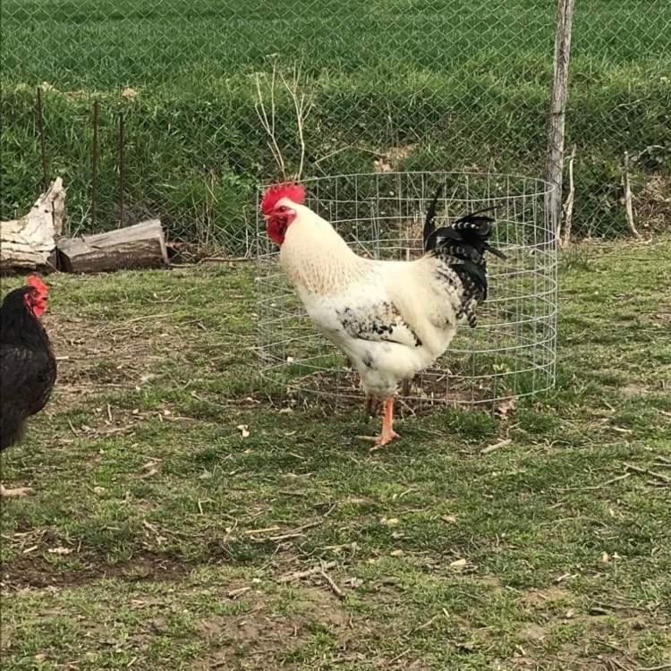 Domaine Des Gallinaces Chalet Sussex 2-4P Marigny-les-Reullee Екстериор снимка